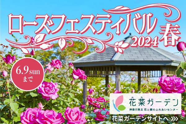ローズフェスティバル、2024、春。花菜ガーデンで6月9日日曜日まで開催中。花菜ガーデンサイトへリンクします。