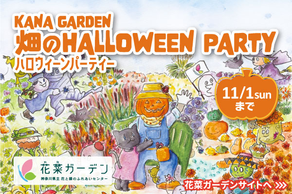畑のハロウィーンパーティー、11月1日まで開催中。花菜ガーデンのサイトにリンクします。