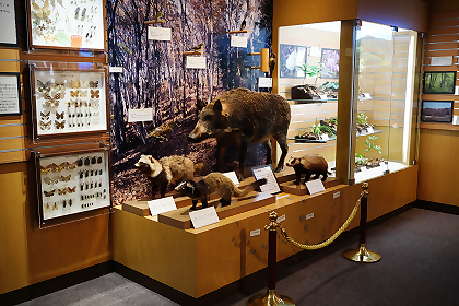 愛川町郷土資料館の展示風景2