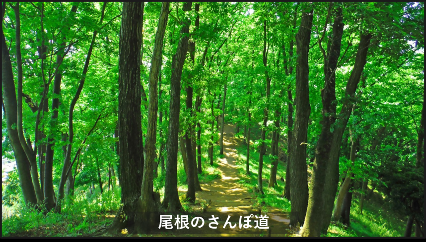 七沢尾根の散歩道