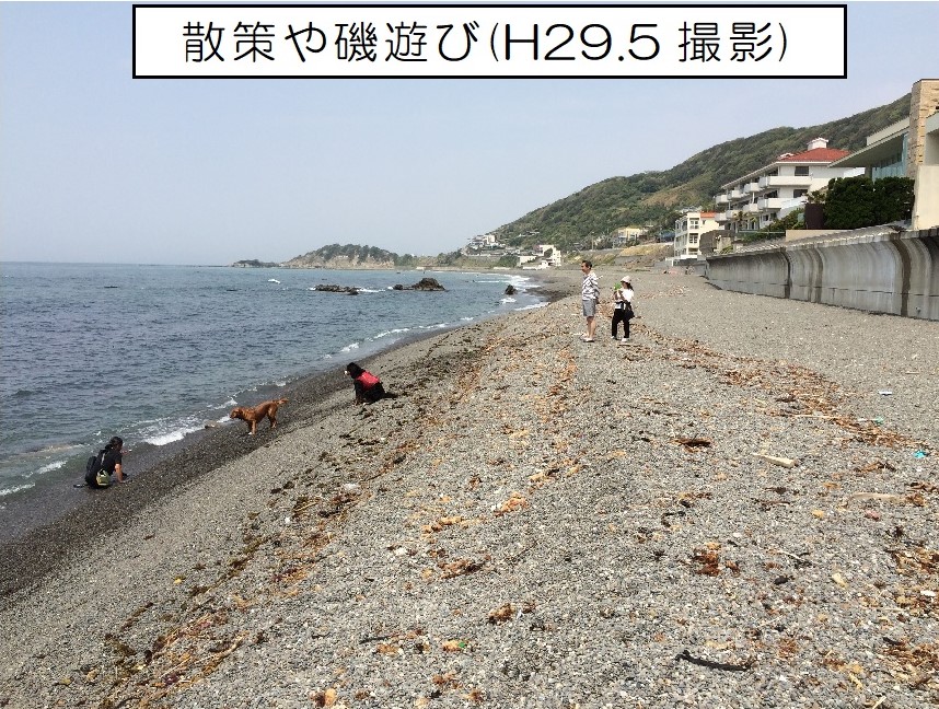 横須賀海岸秋谷地区の養浜後の利用状況（磯遊び）