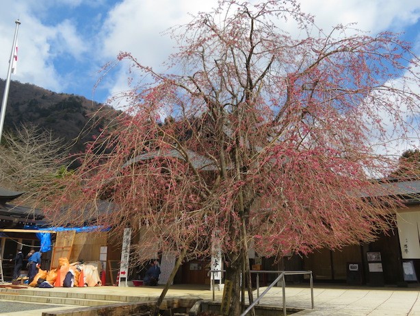 阿夫利神社下社のサクラ