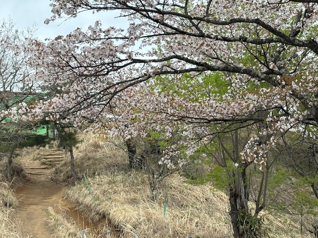 山頂周辺