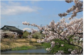 今泉名水桜公園写真