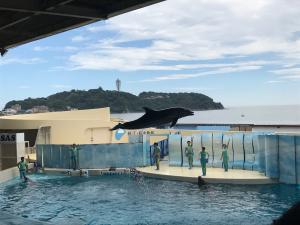 新江ノ島水族館イルカショー写真