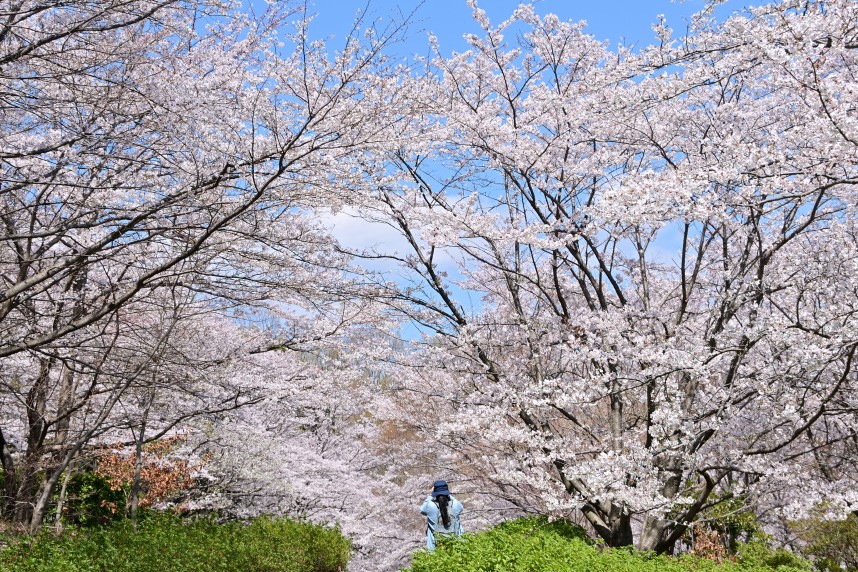 あつぎつつじの丘公園のさくら
