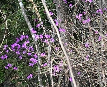 石砂山標高約500メートル