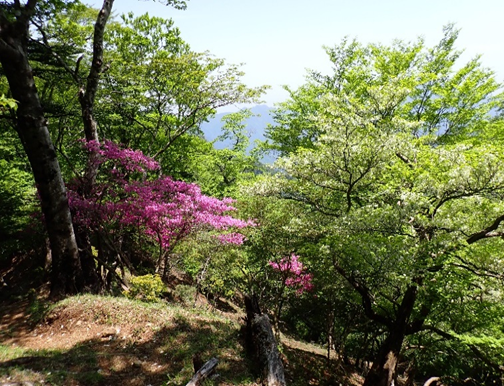 本間ノ頭山頂周辺のトウゴクミツバツツジ