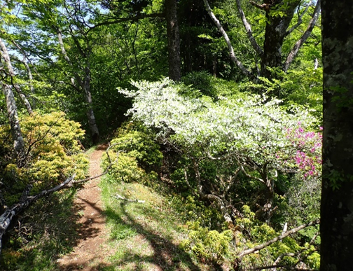 本間ノ頭山頂周辺