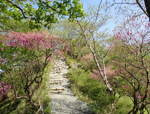 塔ノ岳山頂周辺のトウゴクミツバツツジ