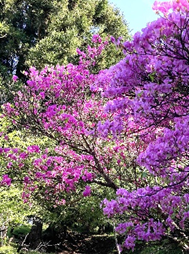 大山山頂周辺のトウゴクミツバツツジ