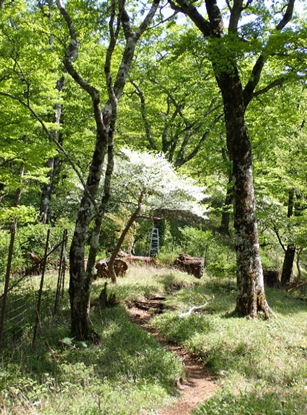 丹沢山山頂周辺