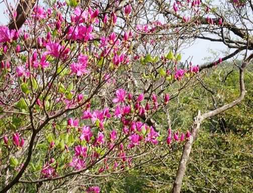 塔ノ岳と丹沢山の間