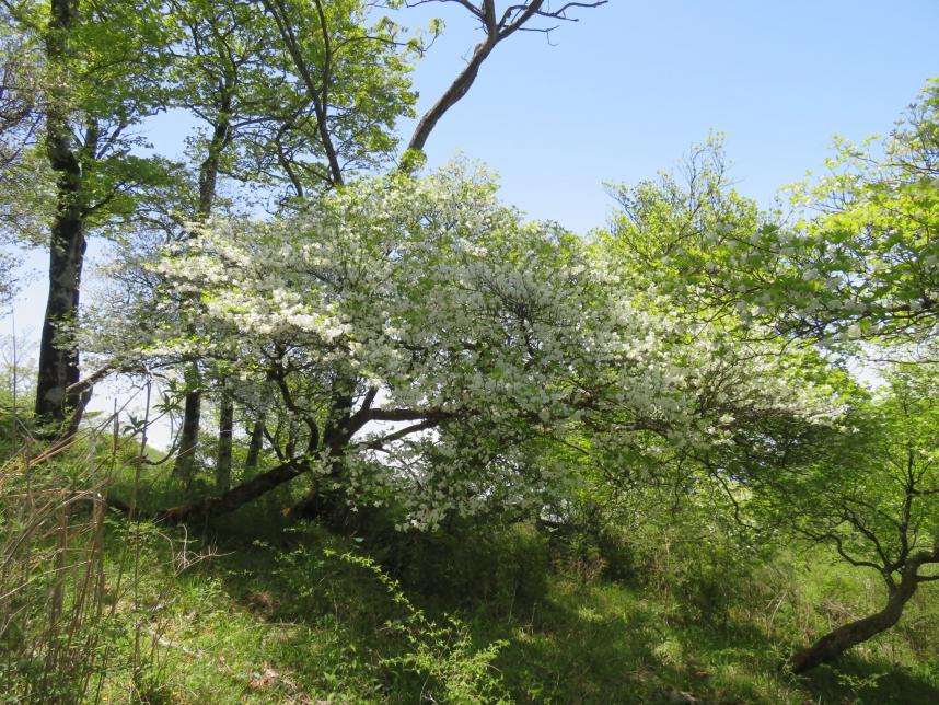 つつじ新道と石棚山稜の分岐周辺