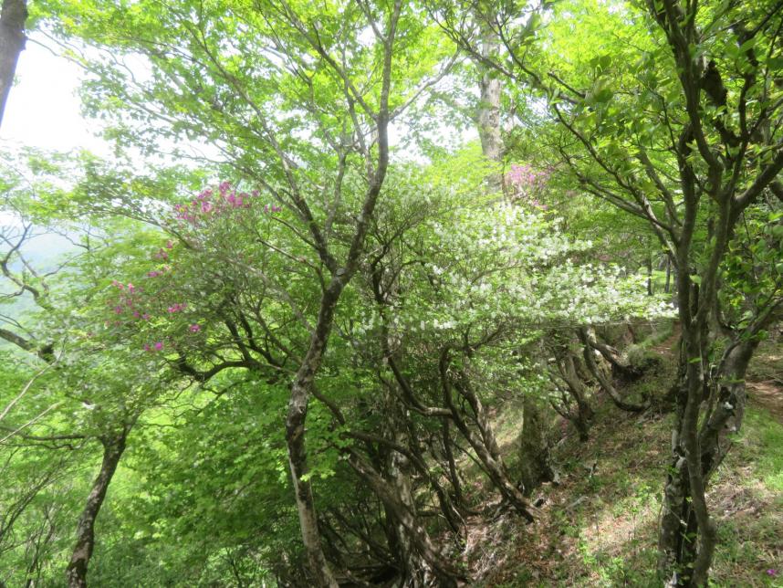大室山標高約1300メートル
