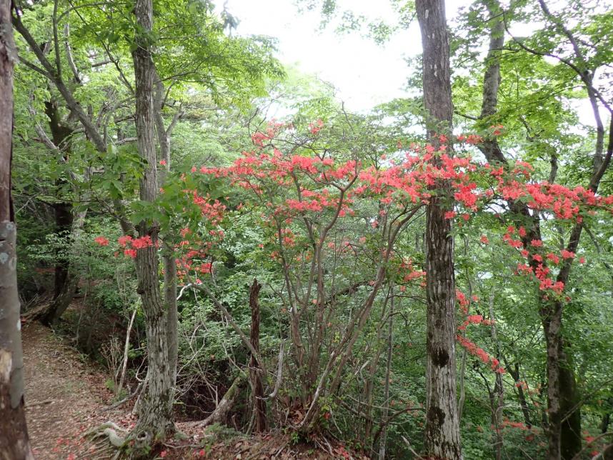 仏果山山頂周辺