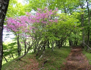 5月28日鍋割山山稜ヤマツツジ