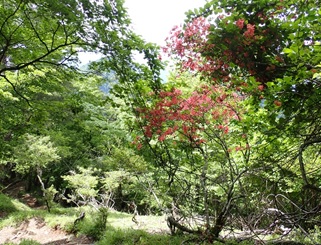 5月28日鍋割山後沢乗越ヤマツツジ