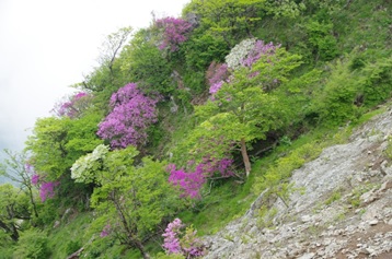 5月29日丹檜洞丸山頂周辺