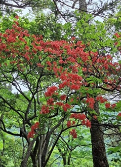 5月29日丹沢山本間ノ頭周辺