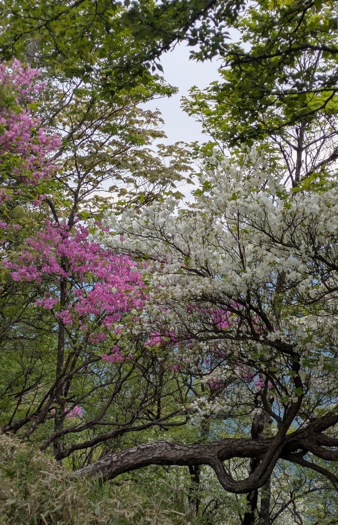 5月29日塔ノ岳山頂周辺