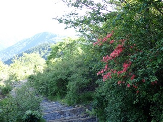 6月5日花立山荘周辺ヤマツツジ