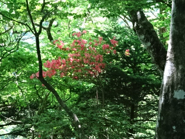 6月5日切通峠ヤマツツジ