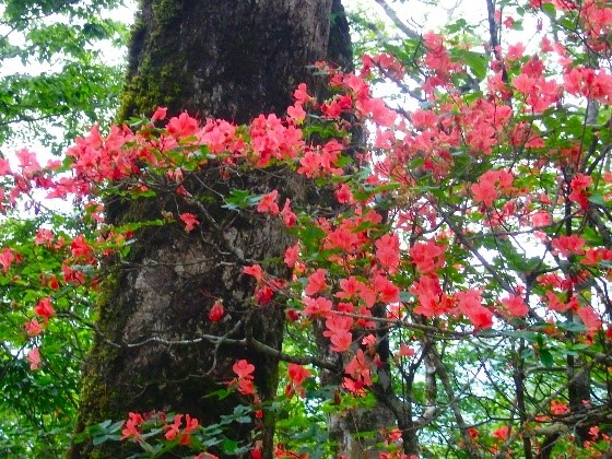 6月20日畦ヶ丸避難小屋周辺