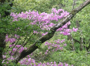5月26日大山イタツミ尾根ミツバツツジ