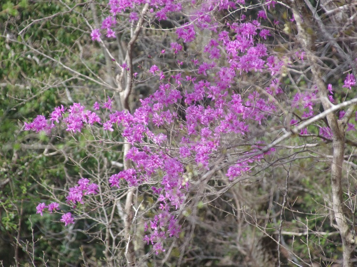 iakzuchi