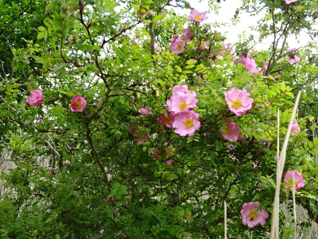 6月18日鉄砲木ノ頭周辺