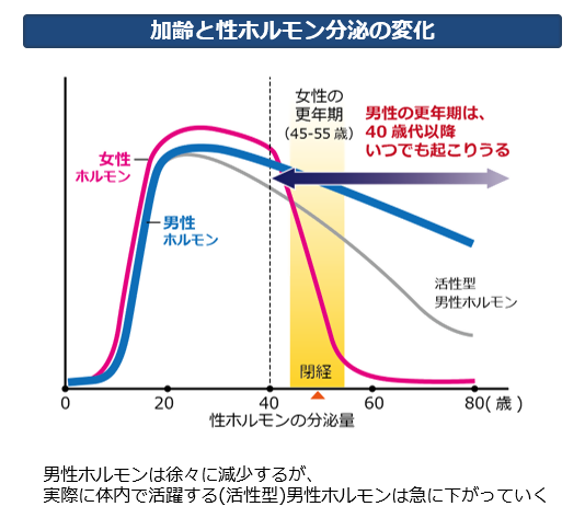 加齢と性ホルモン分泌の変化