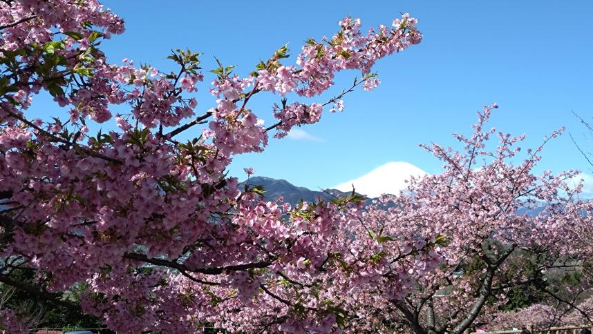 松田さくらまつり