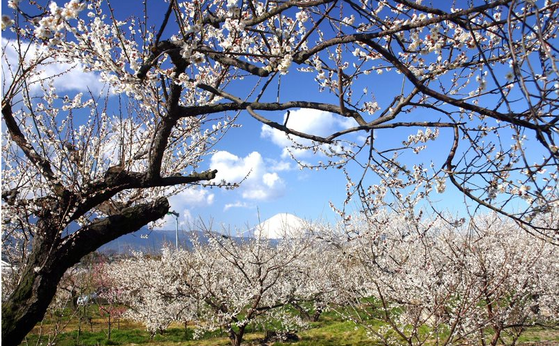 梅林と富士山の写真