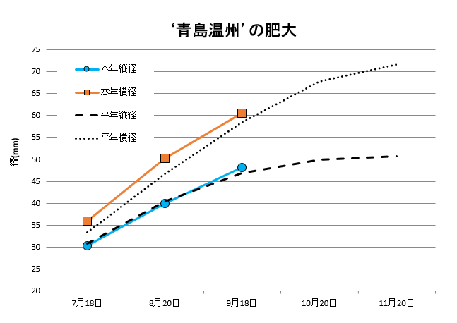 青島肥大