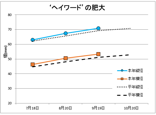 ヘイワード肥大