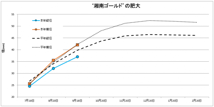 湘南ゴールド肥大