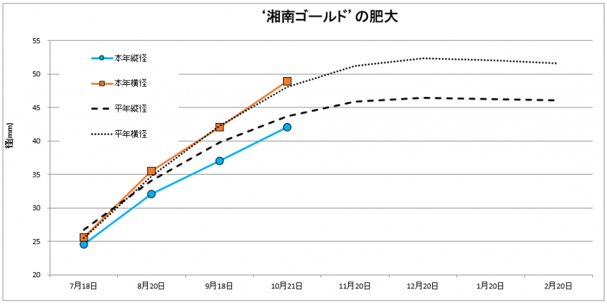 湘南ゴールド果実肥大