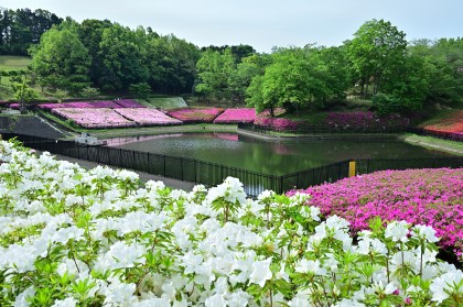 あつぎつつじの丘公園に咲くつつじの花