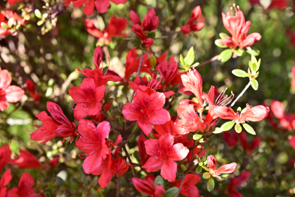 つつじの丘公園のヒラドツツジ
