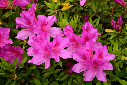 つつじの丘公園のオオムラサキツツジ