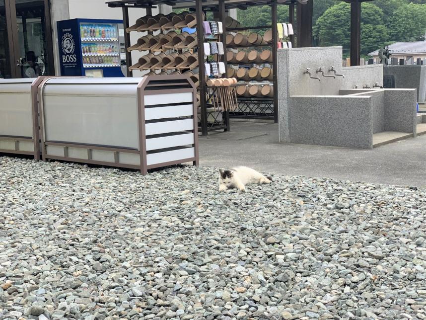 寳泉寺の猫その1