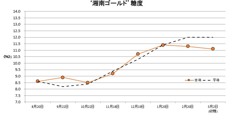 湘南ゴールド糖度