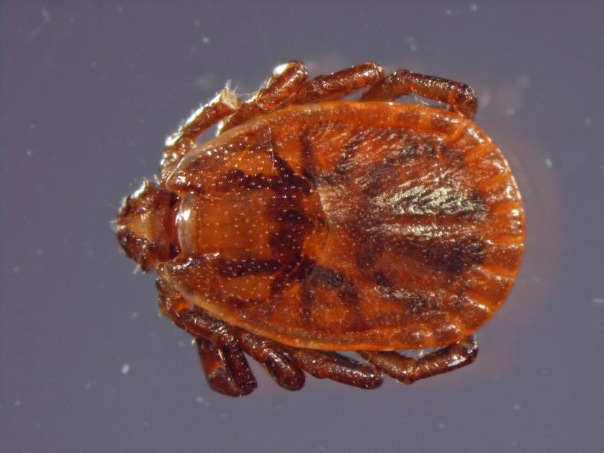 フタトゲチマダニの写真