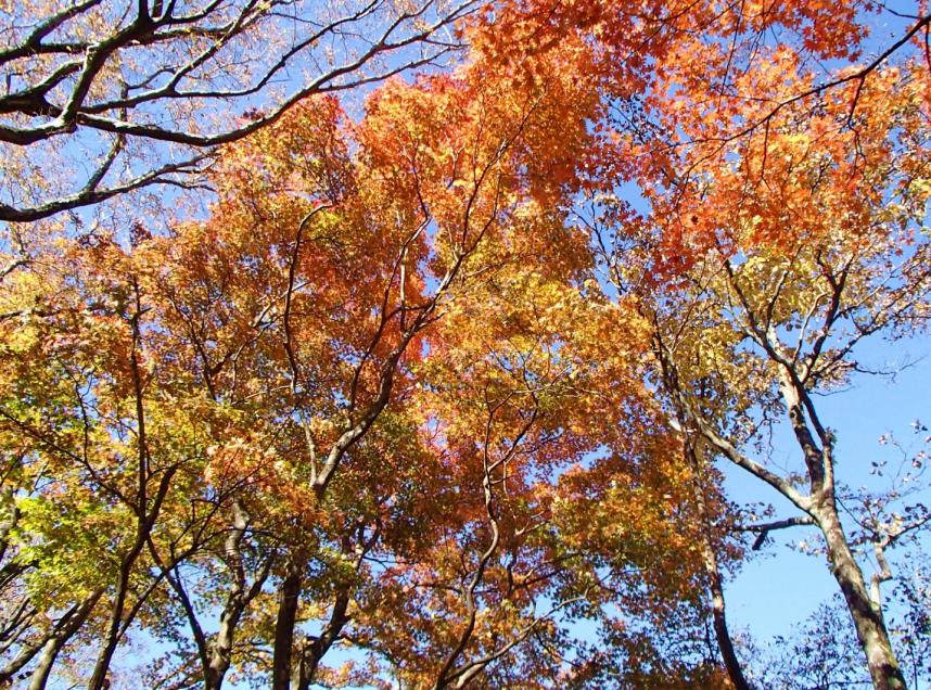 111003_tansanpotakahata830