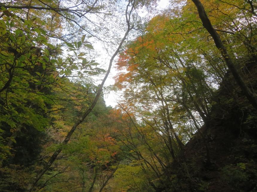 11月8日境沢標約900メートル