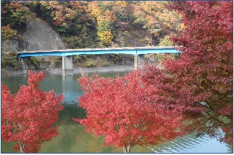 11月12日丹沢湖玄倉川橋見ごろ