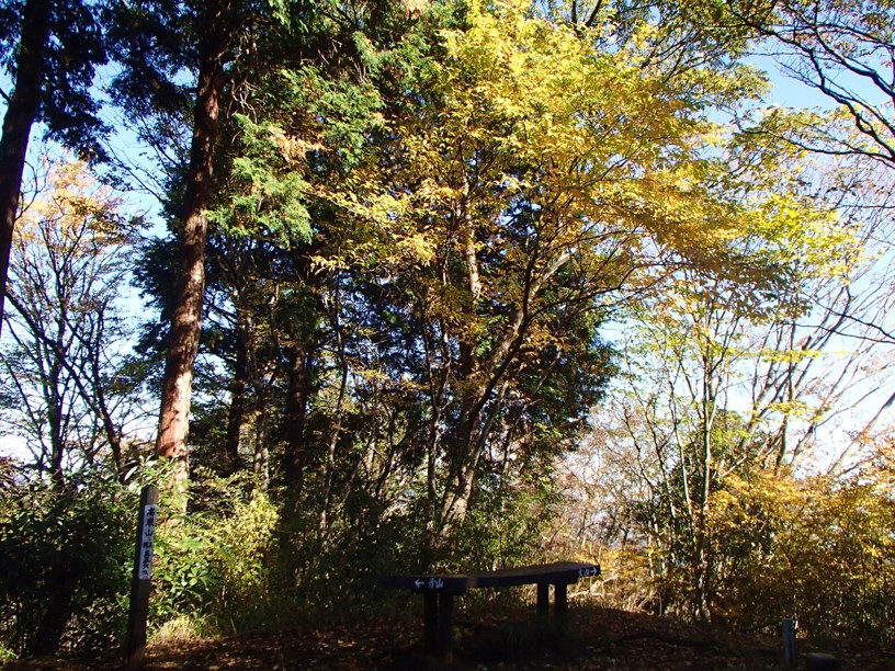 11月14日高取山山頂見ごろ