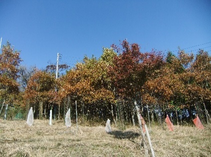 令和7年11月15日大野山山頂