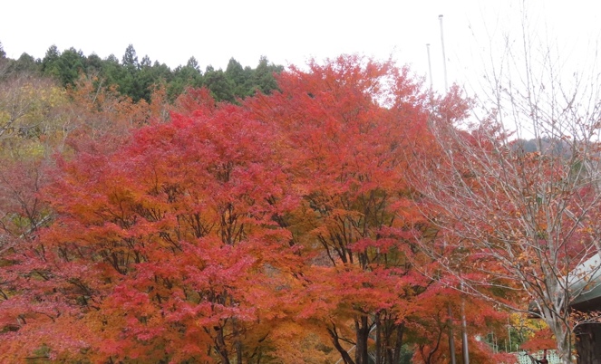 令和7年11月16日西丹沢ビジターセンター見ごろ